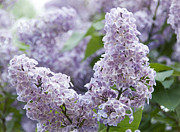 Spring Lilacs in Bloom Photograph by Juli Scalzi