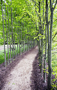 Spring Photograph by Paul Ross