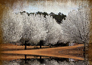 Spring Pear Blossoms Photograph by Kathy Baccari