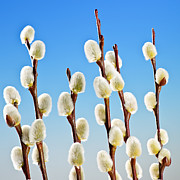 Spring pussy willows Photograph by Elena Elisseeva