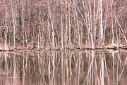 Spring Reflections Photograph by Mary Lou Chmura