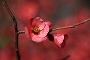 Spring Richness - Flowering Quince Photograph by Joy Watson Spring Richness - Flowering Quince Photograph by Joy Watson