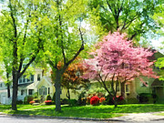 Spring - The Trees Are Flowering On My Street Photograph by Susan Savad Spring - The Trees Are Flowering On My Street Photograph by Susan Savad
