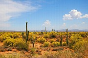 Spring Time On The Rolls - Arizona. Digital Art by Tom Janca