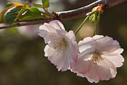 Springtime Cherry Blossoms 2 Photograph by Leda Robertson