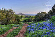 Springtime in the Hill Country Photograph by Cathy Alba