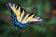 Sprinkle of Blue Photograph by Penny Lisowski