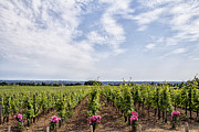 St Emilion Vines Photograph by Georgia Clare
