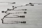 St Lucia Traditional Fishing Traps Photograph by Science Photo Library