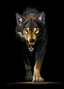 Stalking Wolf Photograph by MGL Licensing