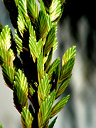 Stalks Photograph by Jean Wolfrum