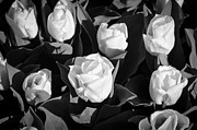 White Flowers Photograph by Crystal Wightman