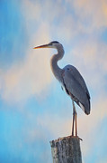 Standing Tall Photograph by Kim Hojnacki