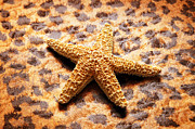 Starfish Enterprise Photograph by Andee Design