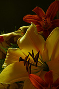 Stargazer2 Photograph by Loni Collins