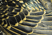 Starling Feathers Photograph by William H. Mullins