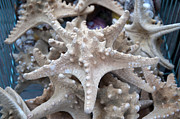 Stars of the Timeless Sea Photograph by Brenda Kean