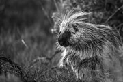 Stealthy Stare Photograph by Kevin Dietrich
