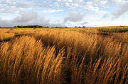 Steaming Bluff Landscape Photograph by John Elk