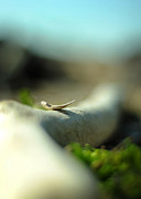 Step Into Stillness Photograph by Rebecca Sherman
