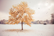 Still Dressed In Fall Photograph by Hannes Cmarits