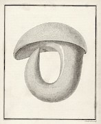 Stone Instrument Photograph by Science Photo Library
