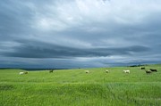 Stormy Sky Over Cattle In Fields Photograph by Science Photo Library