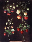Strawberry Plant Fragaria Sp Photograph by Science Photo Library