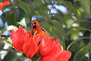Streak-Backed Oriole Photograph by Shane Bechler