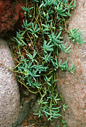 String Of Beads (senecio Hallianus) Photograph by Science Photo Library