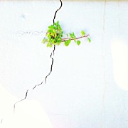Striving Photograph by Julie Gebhardt