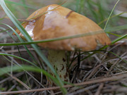 Suillus Photograph by Michael Goyberg