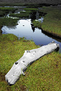 Summer Creek Photograph by Arthur Fix