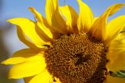 Summer Love Photograph by Linda Shafer
