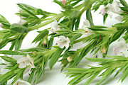 Summer Savory (satureja Hortensis) Photograph by Science Photo Library