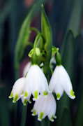 Summer Snowflake (leucojum Aestivum) Photograph by Science Photo Library