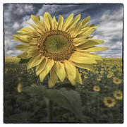 Summer Sun Photograph by Robert Fawcett
