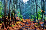 Sun Dappled Forest Photograph by Andrea Kollo