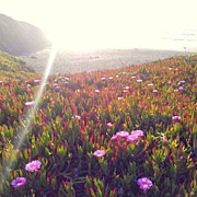 Sun Kissed Photograph by CML Brown