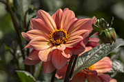 Sunbathing Dahlia Photograph by Dan Hefle