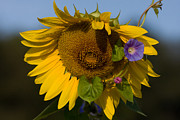 Sunflower and Morning Glory Photograph by Chris Scroggins