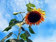 Sunflower and Sky Photograph by Susan Savad Sunflower and Sky Photograph by Susan Savad