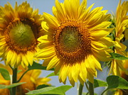 Sunflower Closeup Photograph by Tammie Miller