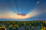 Sunflower Field at Sunset Photograph by Jim Garrison