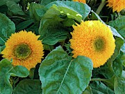 Sunflower (helianthus Annuus Tuberosus) Photograph by Science Photo Library