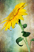 Sunflower on Textured Canvas Photograph by Kaye Menner