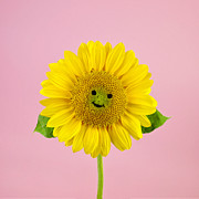 Sunflower Smiley Face Photograph by Juj Winn