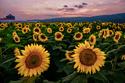 Sunflower Sunset II Photograph by Mark Rogers