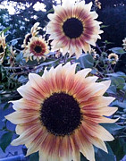Sunflowers at Dusk Photograph by Rick Starbuck