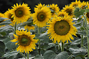 Sunflowers Photograph by Leo Symon